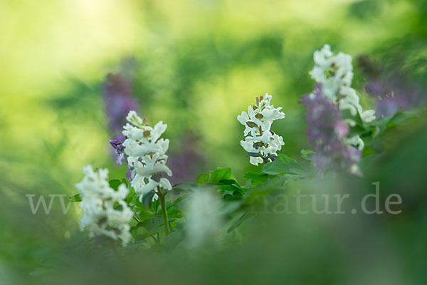 Hohler Lerchensporn (Corydalis cava)