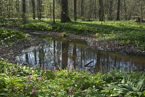 Hohler Lerchensporn (Corydalis cava)