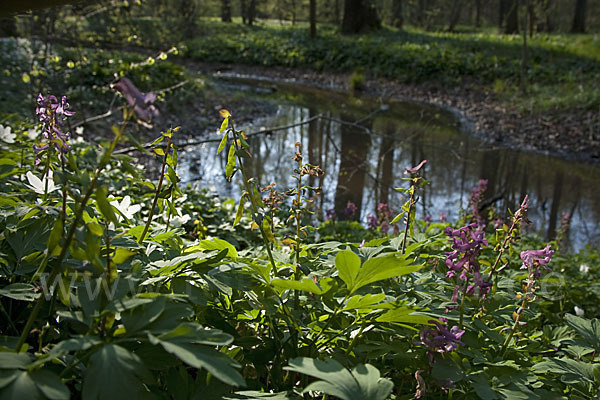 Hohler Lerchensporn (Corydalis cava)