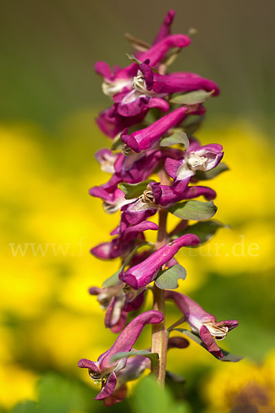 Hohler Lerchensporn (Corydalis cava)