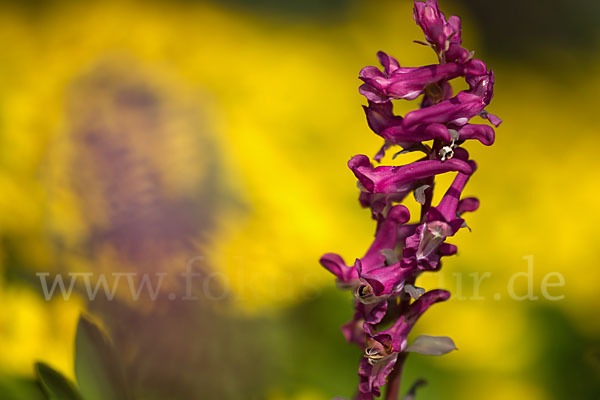 Hohler Lerchensporn (Corydalis cava)