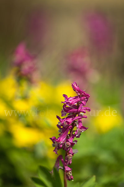 Hohler Lerchensporn (Corydalis cava)