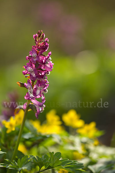 Hohler Lerchensporn (Corydalis cava)