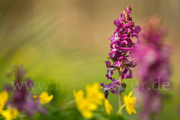 Hohler Lerchensporn (Corydalis cava)