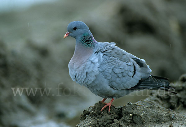 Hohltaube (Columba oenas)