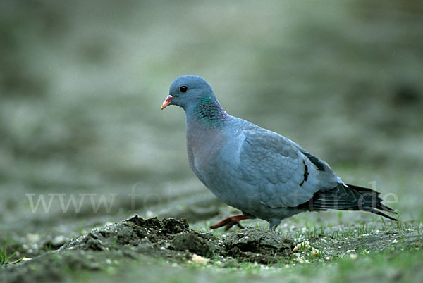 Hohltaube (Columba oenas)