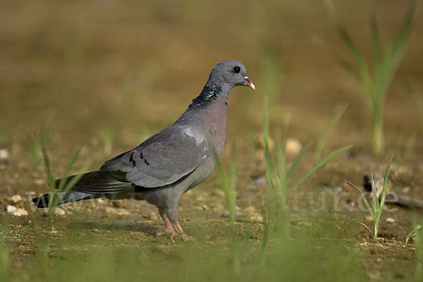 Hohltaube (Columba oenas)