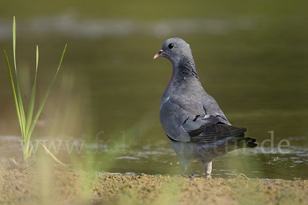 Hohltaube (Columba oenas)