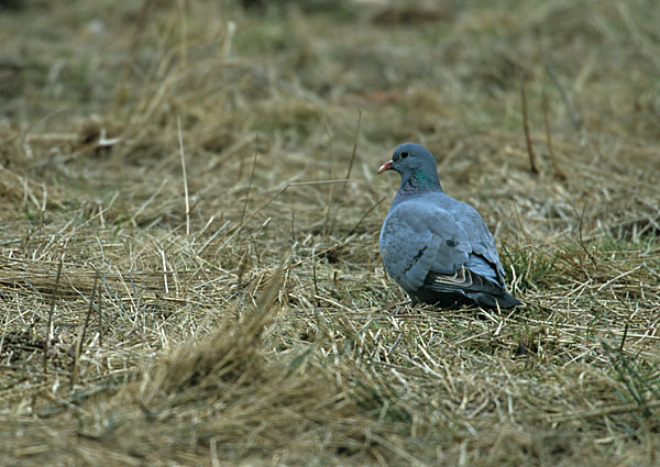 Hohltaube (Columba oenas)