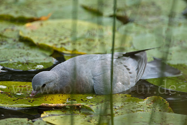 Hohltaube (Columba oenas)