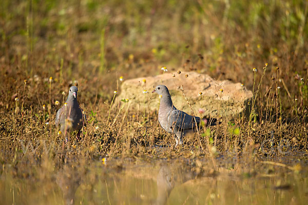 Hohltaube (Columba oenas)