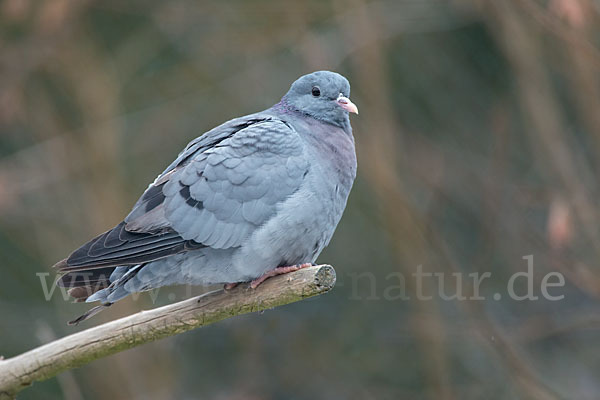 Hohltaube (Columba oenas)