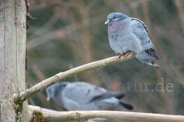 Hohltaube (Columba oenas)