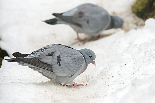 Hohltaube (Columba oenas)