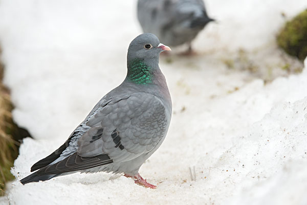 Hohltaube (Columba oenas)