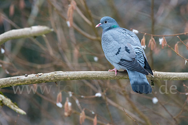 Hohltaube (Columba oenas)