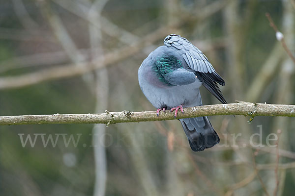 Hohltaube (Columba oenas)