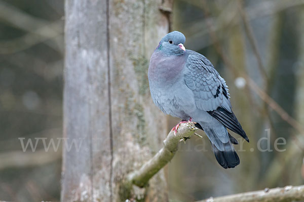 Hohltaube (Columba oenas)