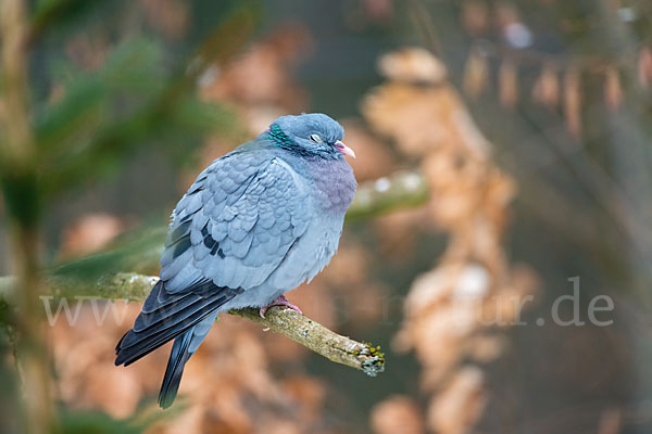 Hohltaube (Columba oenas)