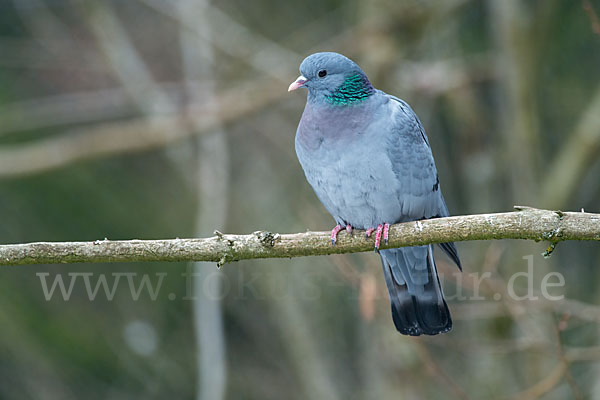 Hohltaube (Columba oenas)