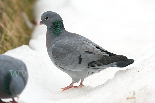 Hohltaube (Columba oenas)