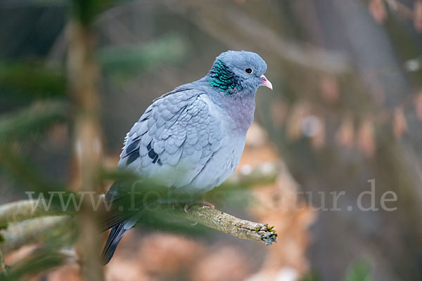 Hohltaube (Columba oenas)