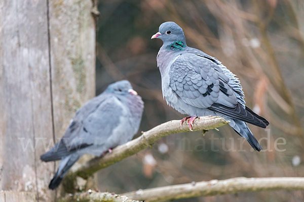 Hohltaube (Columba oenas)