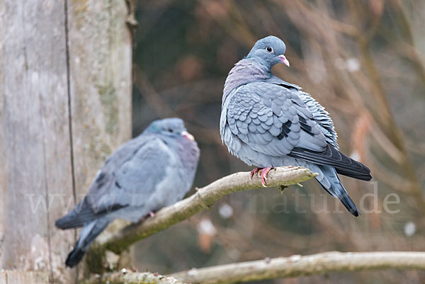 Hohltaube (Columba oenas)