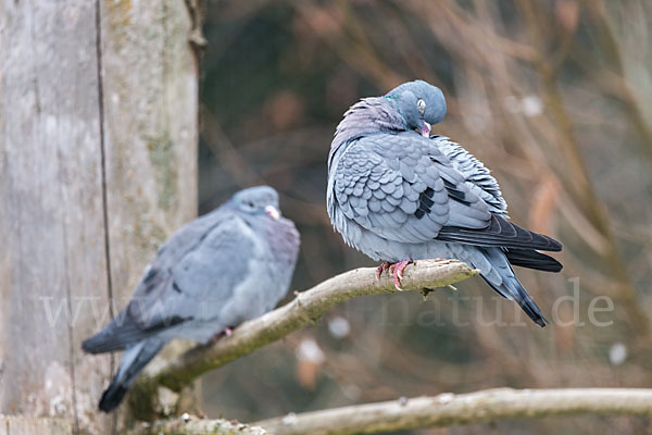 Hohltaube (Columba oenas)