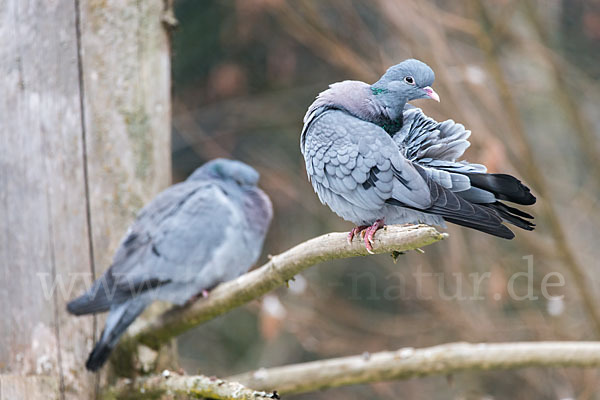 Hohltaube (Columba oenas)