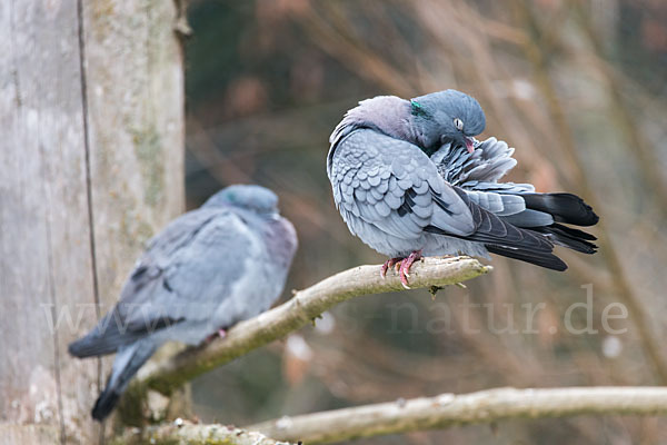 Hohltaube (Columba oenas)