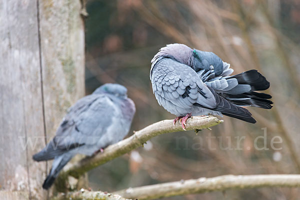 Hohltaube (Columba oenas)