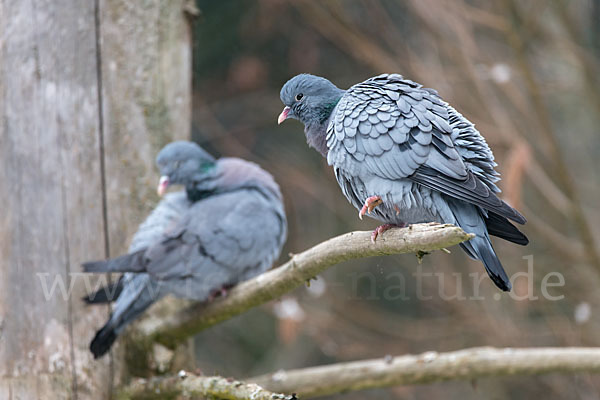 Hohltaube (Columba oenas)