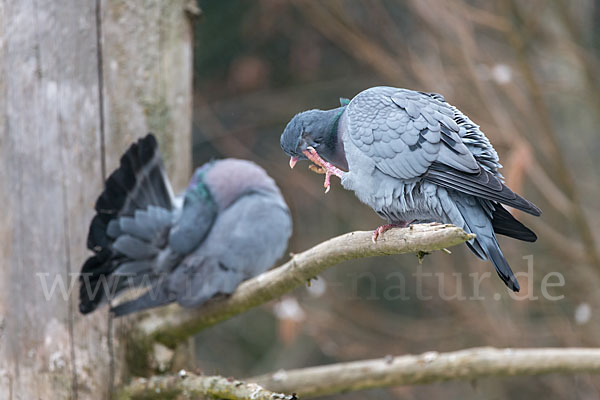 Hohltaube (Columba oenas)