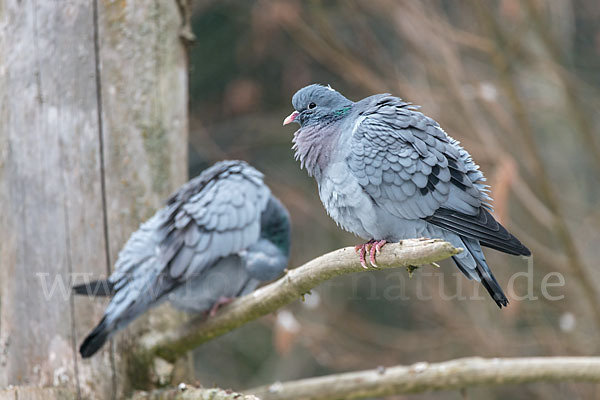 Hohltaube (Columba oenas)