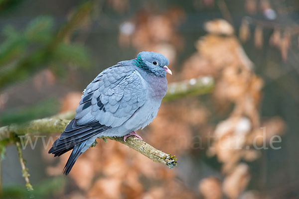 Hohltaube (Columba oenas)