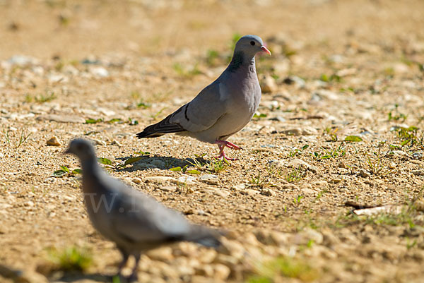 Hohltaube (Columba oenas)