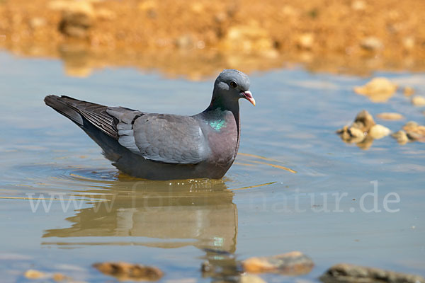 Hohltaube (Columba oenas)