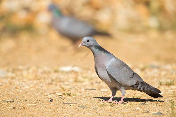 Hohltaube (Columba oenas)