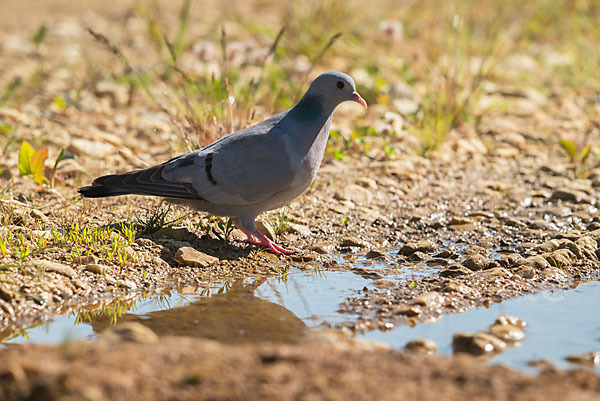 Hohltaube (Columba oenas)