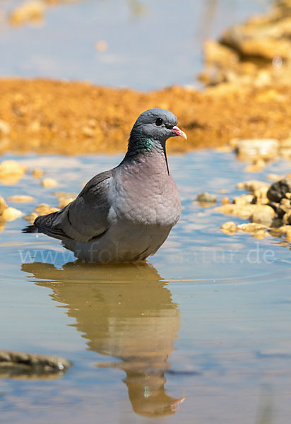 Hohltaube (Columba oenas)