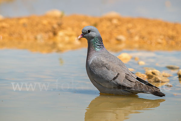 Hohltaube (Columba oenas)