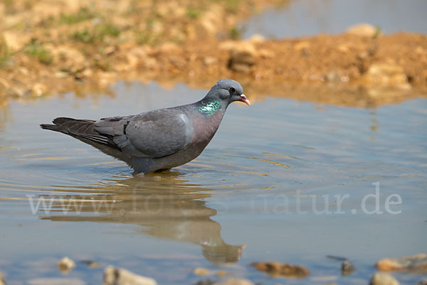 Hohltaube (Columba oenas)