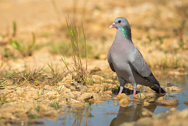 Hohltaube (Columba oenas)