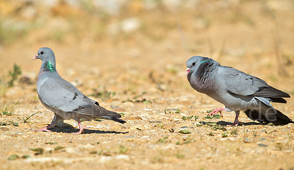 Hohltaube (Columba oenas)