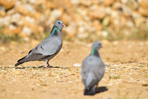 Hohltaube (Columba oenas)