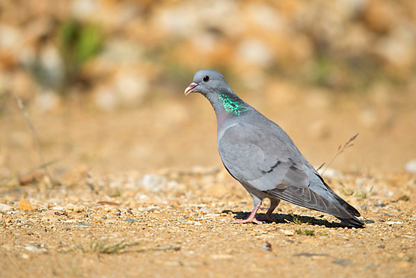 Hohltaube (Columba oenas)