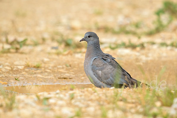 Hohltaube (Columba oenas)