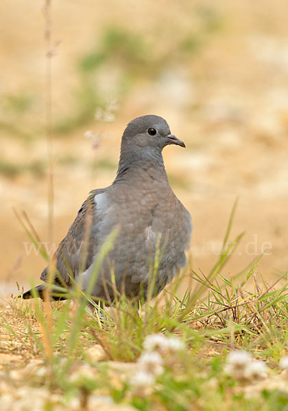 Hohltaube (Columba oenas)