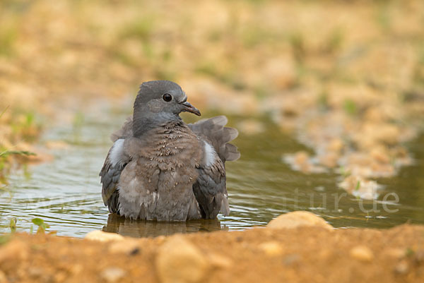 Hohltaube (Columba oenas)